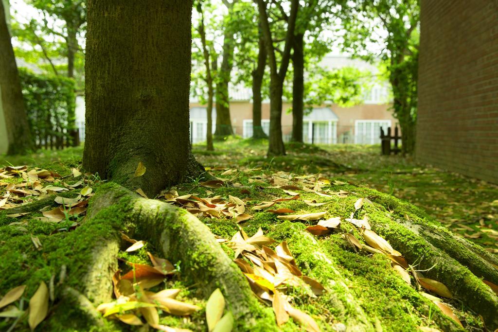 Forest Bosch